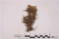 藏品(齒鞭廣萼蘚)的圖片